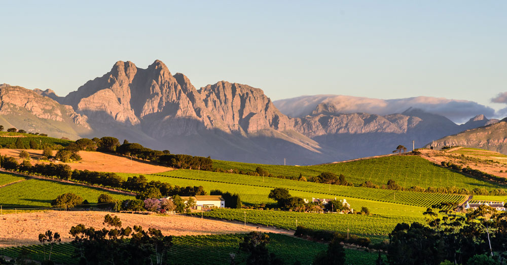 south african vineyard with mountains in the background